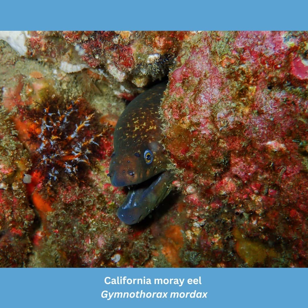 Marine Creatures Of Santa Monica Bay
