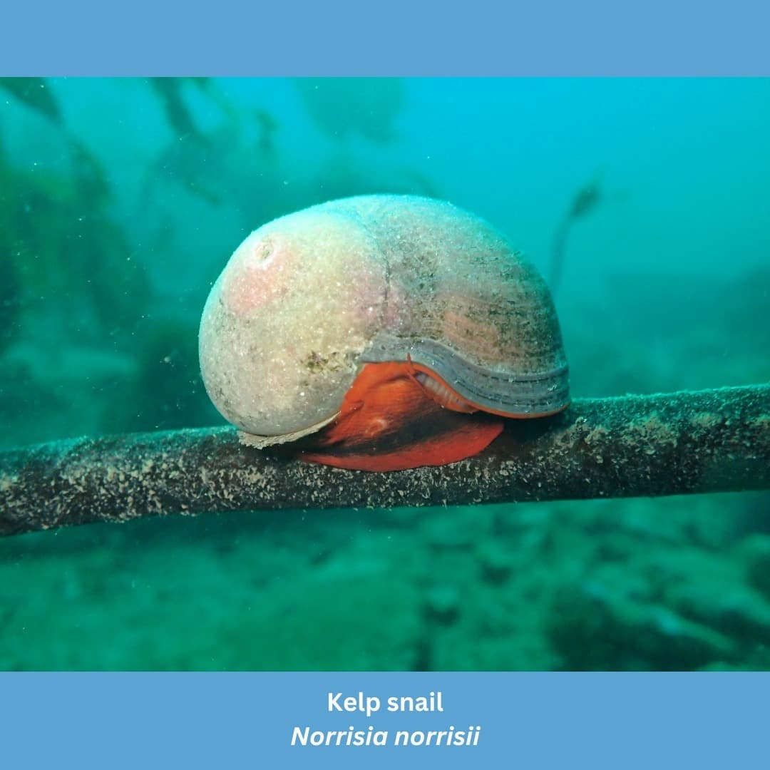 Marine Creatures Of Santa Monica Bay