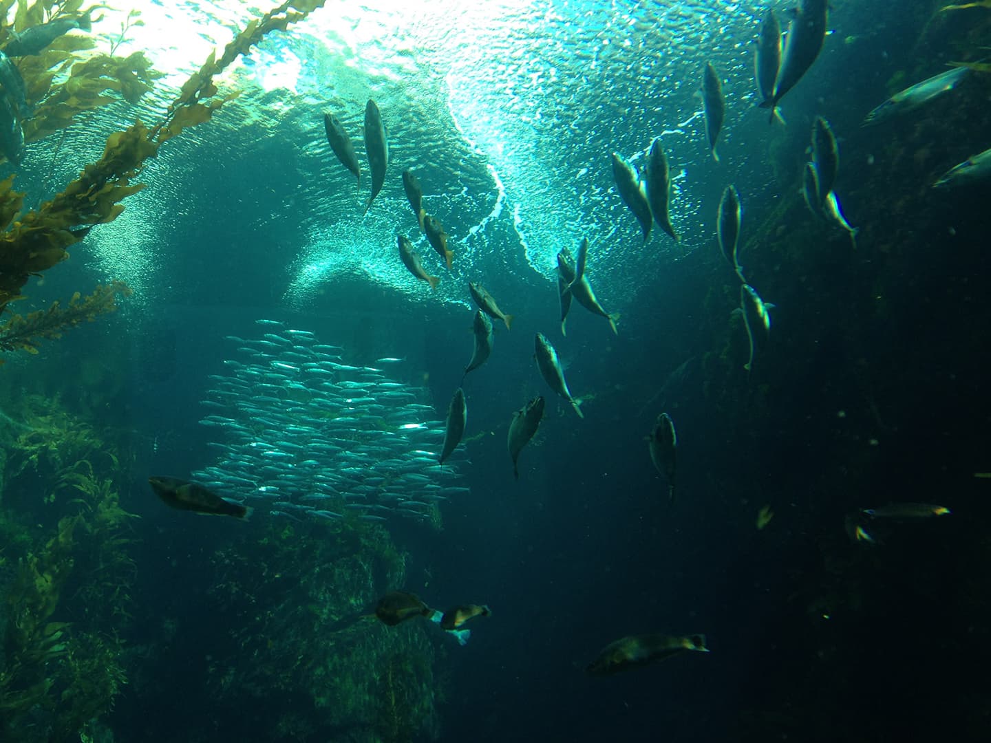 1-FAVE-kelp-pic_IMG_5540-1