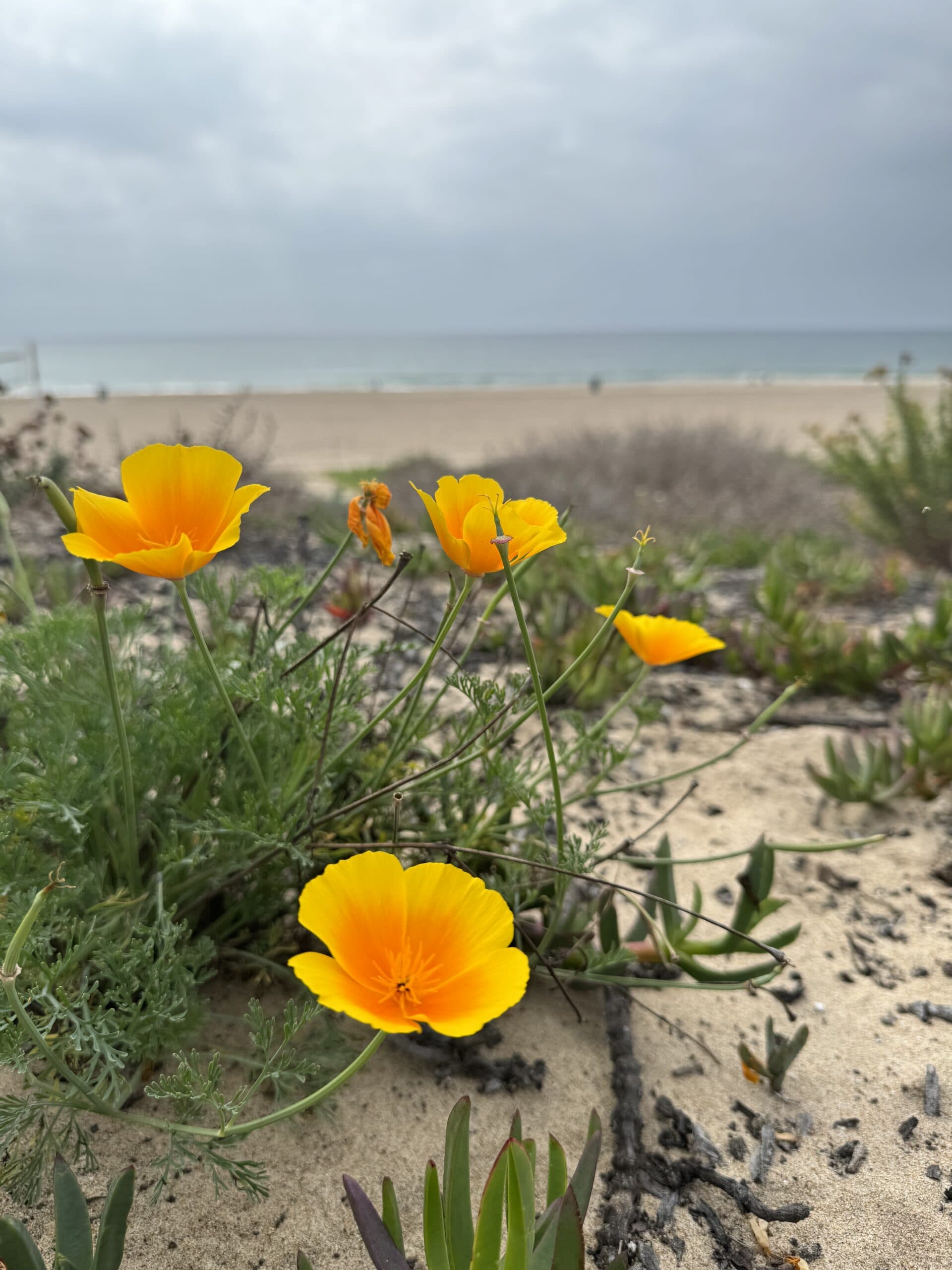 poppy in the manhattan beach dunes