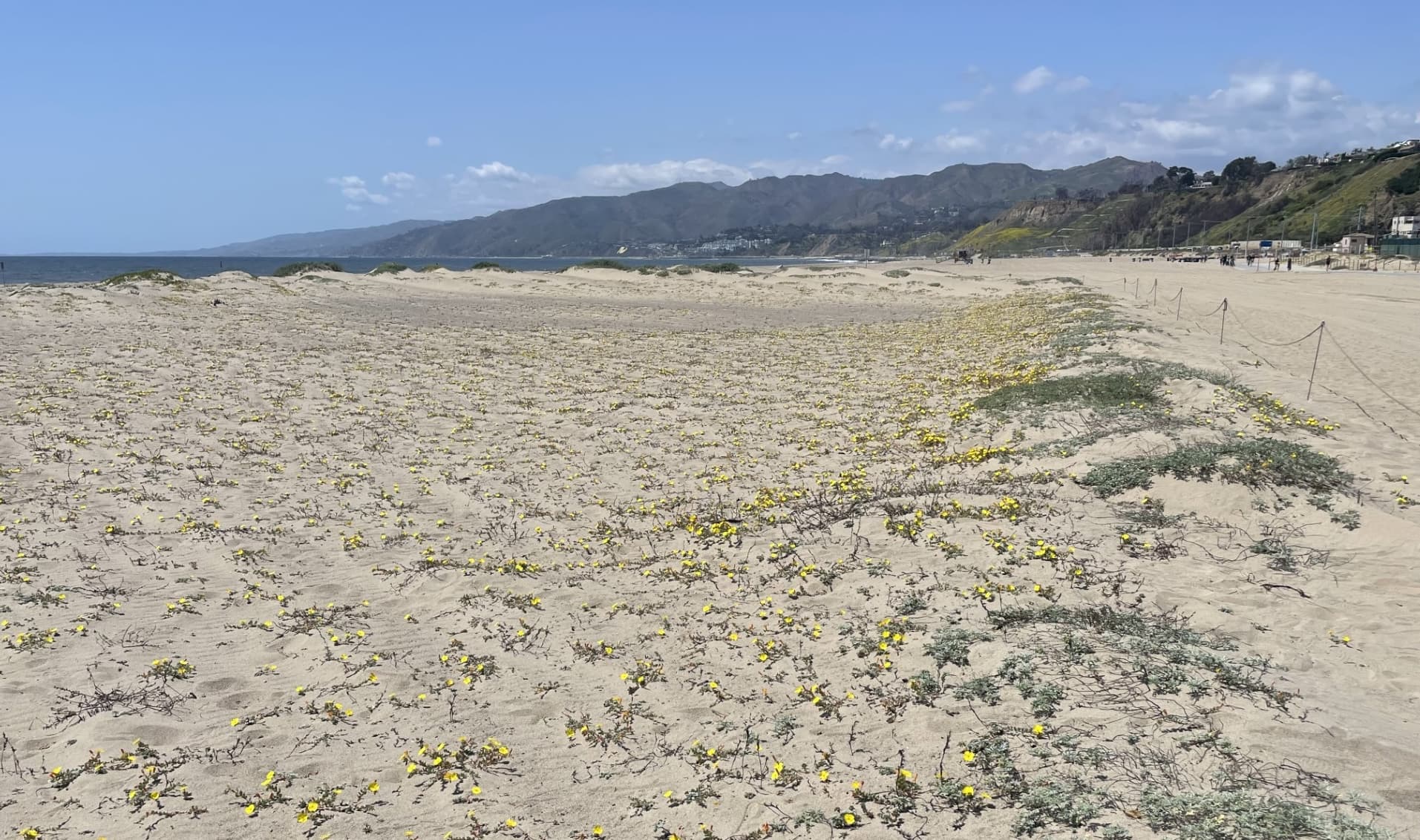 Santa Monica Beach Dunes pilot site displaying dunes and primrose