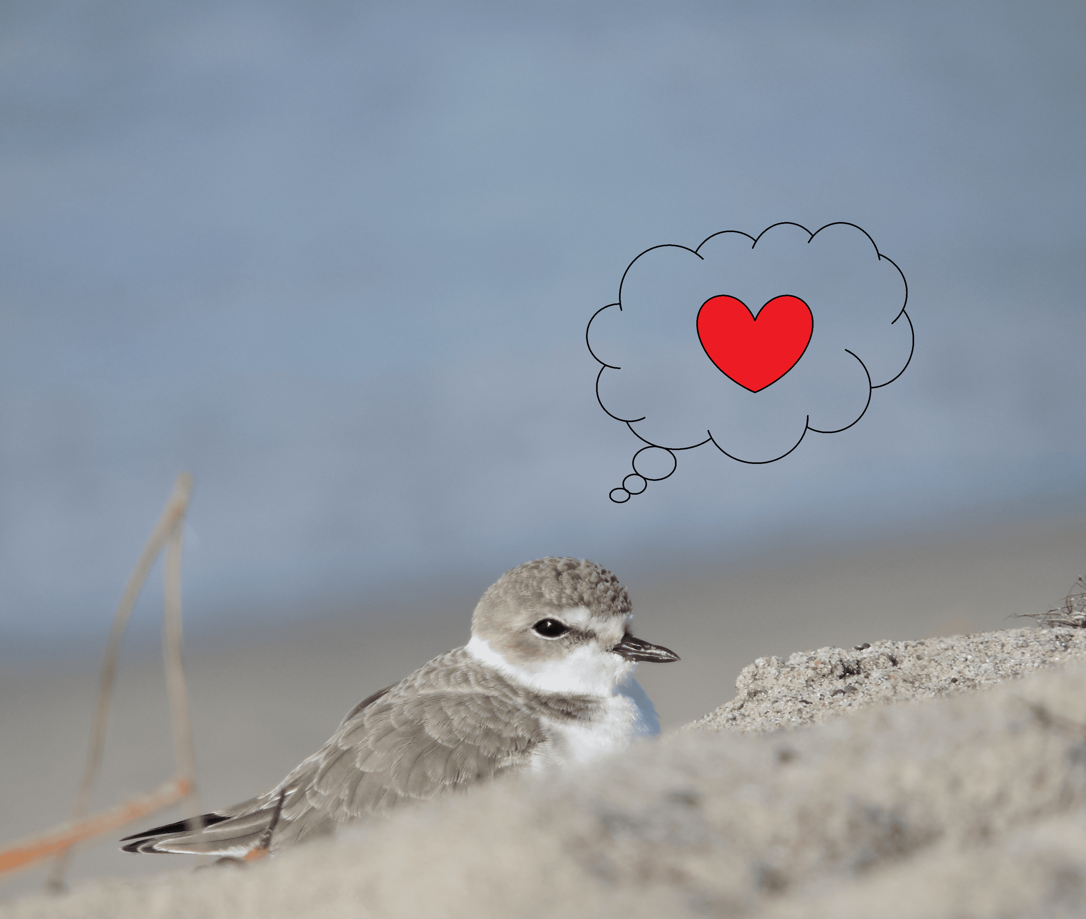 Snowy plover with heart