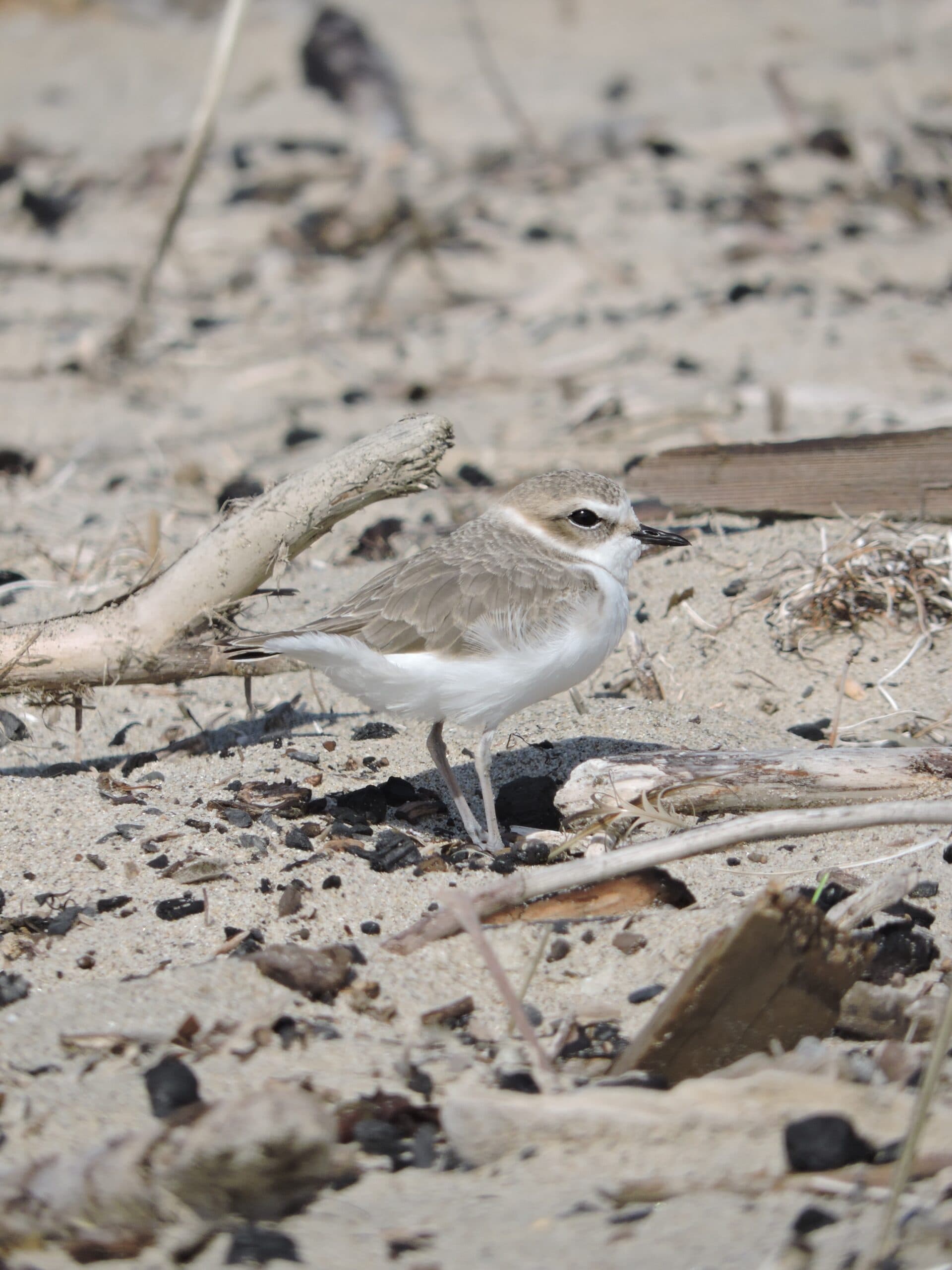 2025Oct23_SM2_PloverInWrack