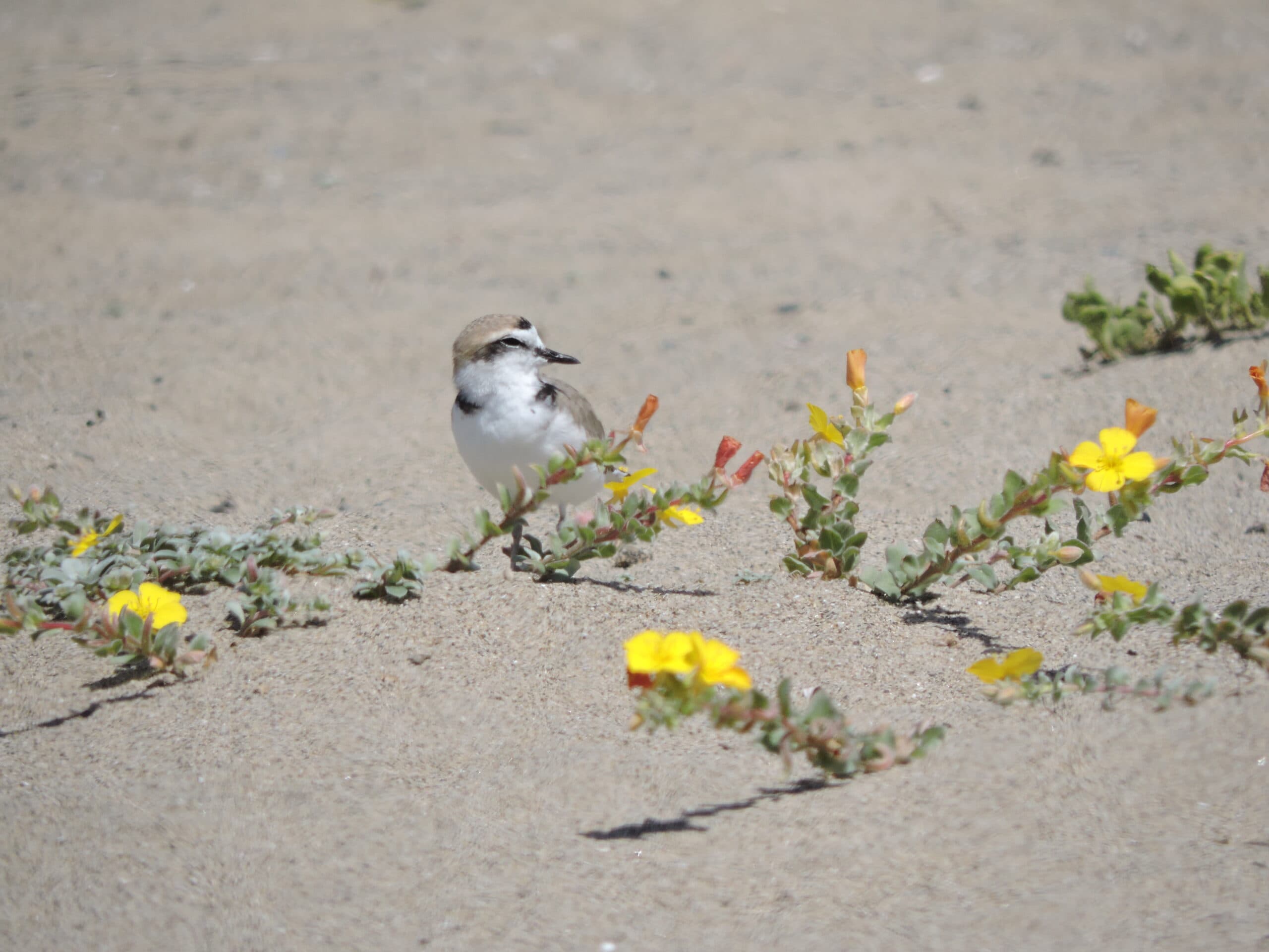 2026Apr04_SM2_Plover by Primrose 1