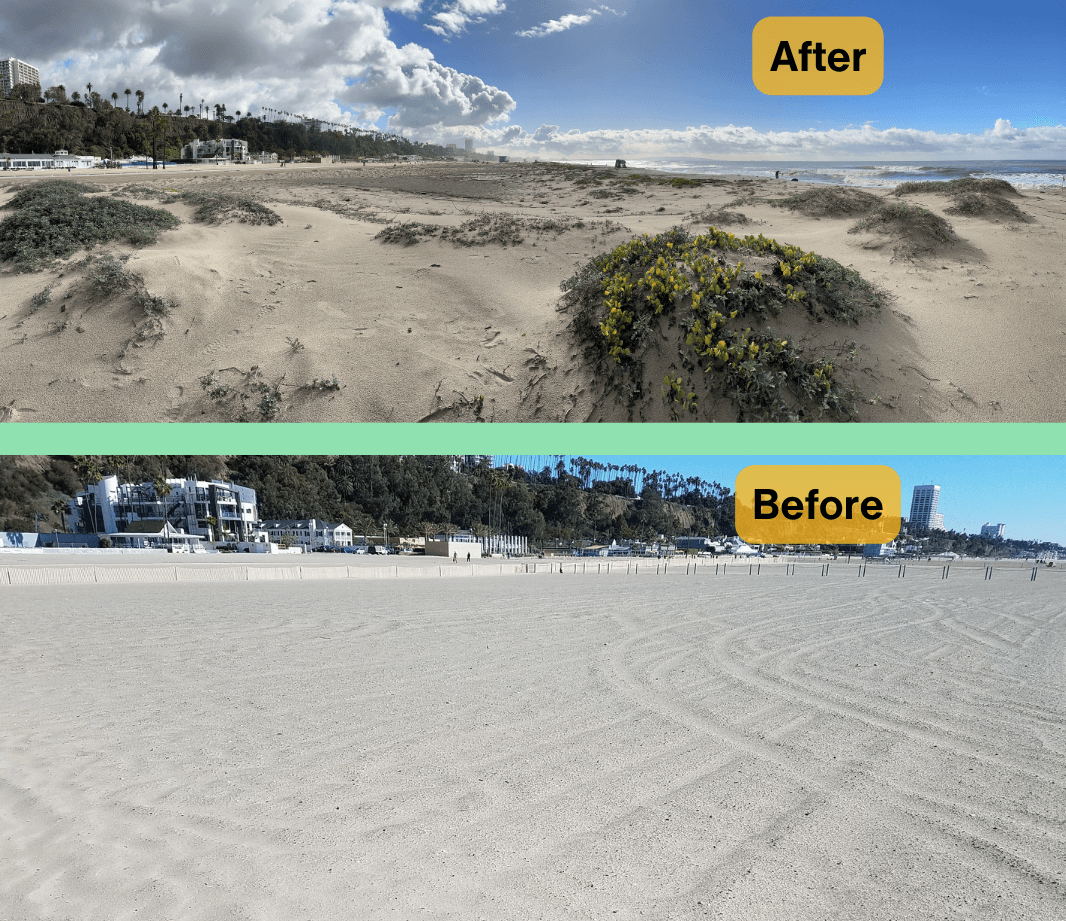before/after of Santa Monica beach dune restoration