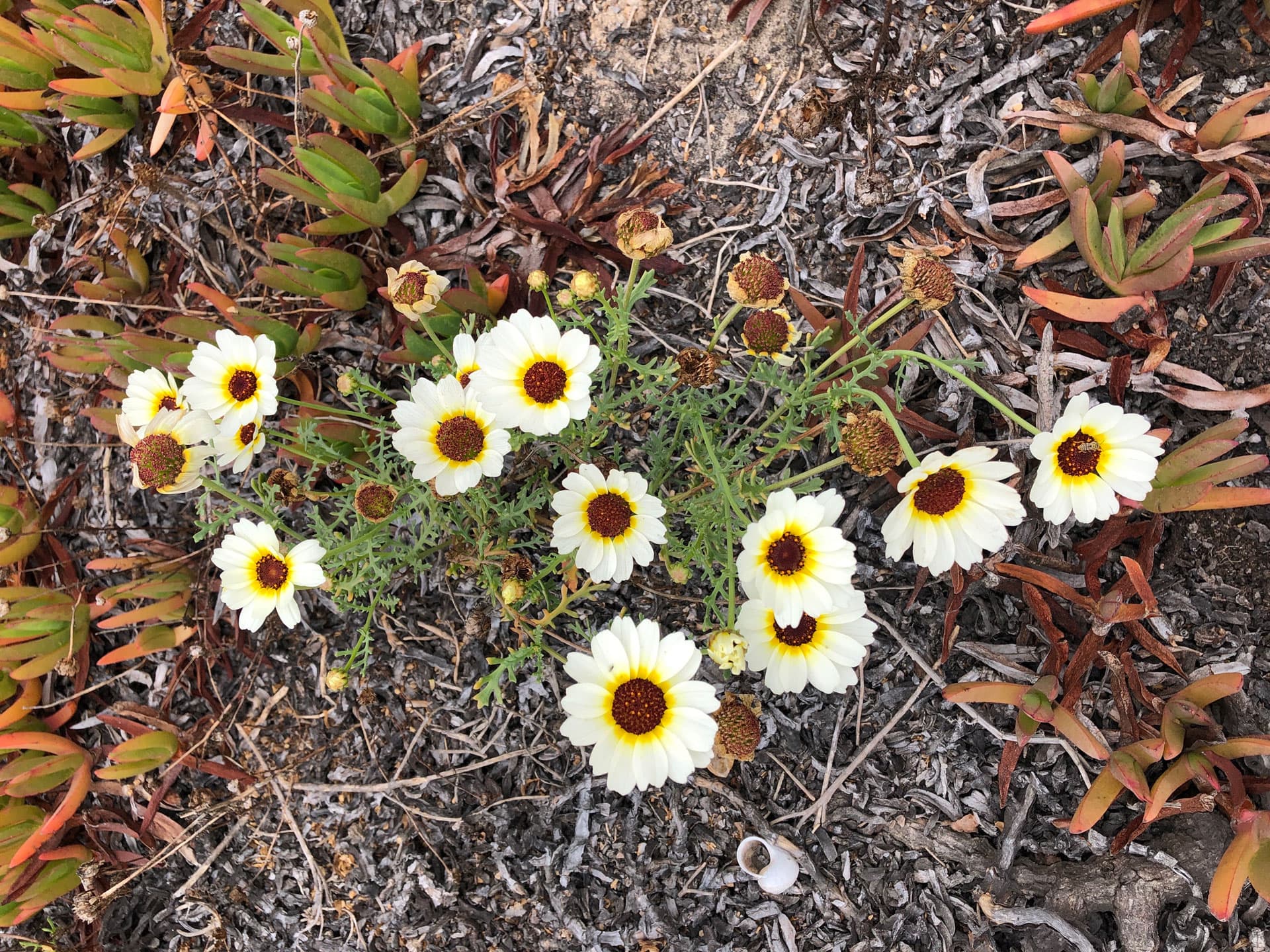 Crown-Daisy3