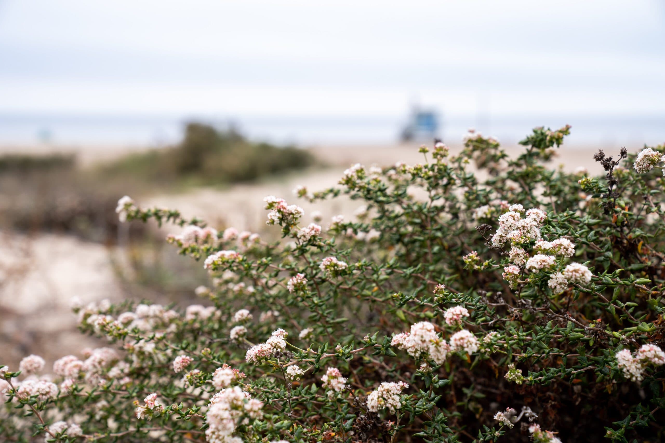 Sea Cliff Buckwheat