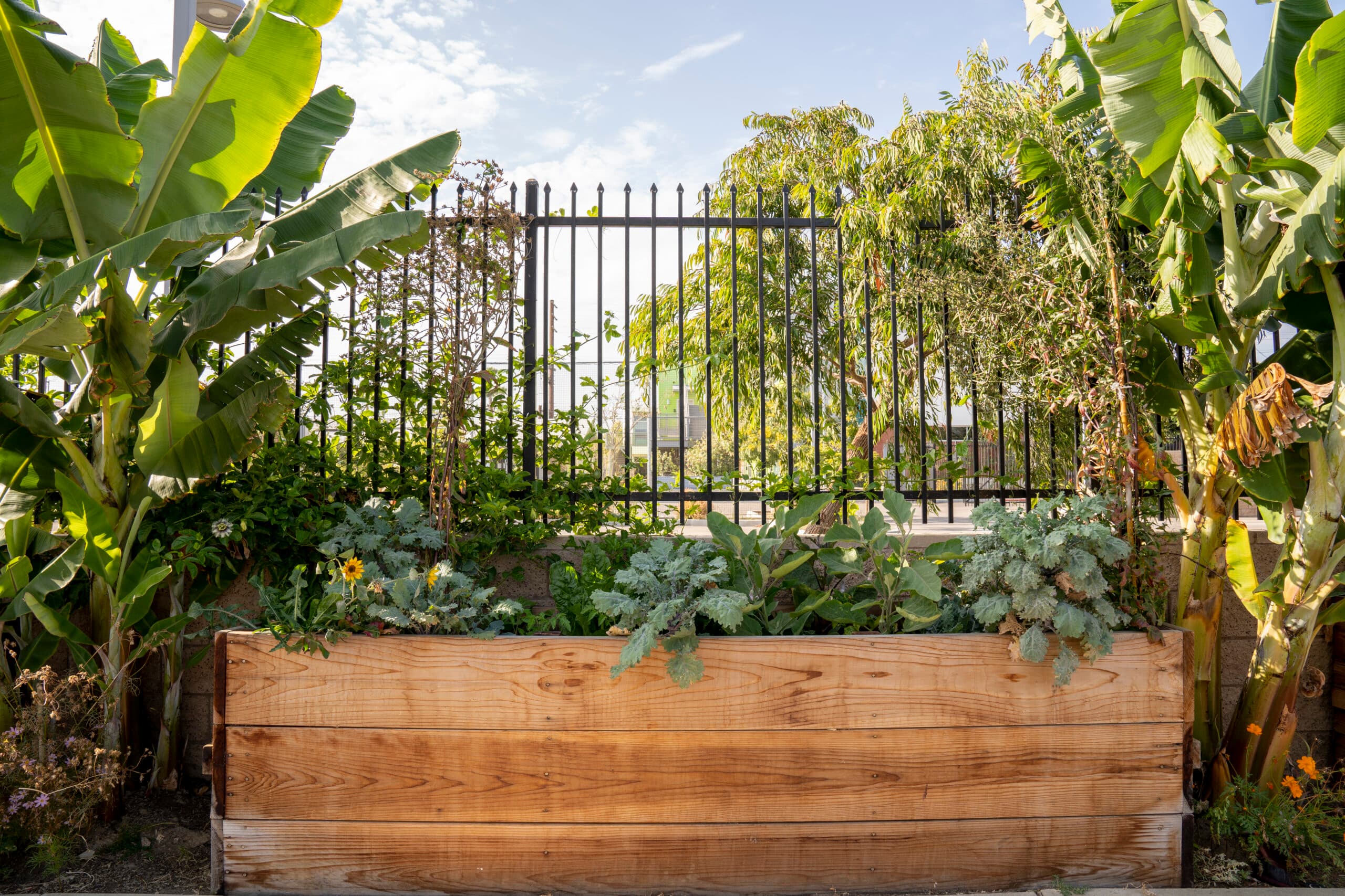 raised garden bed with banana trees on either side