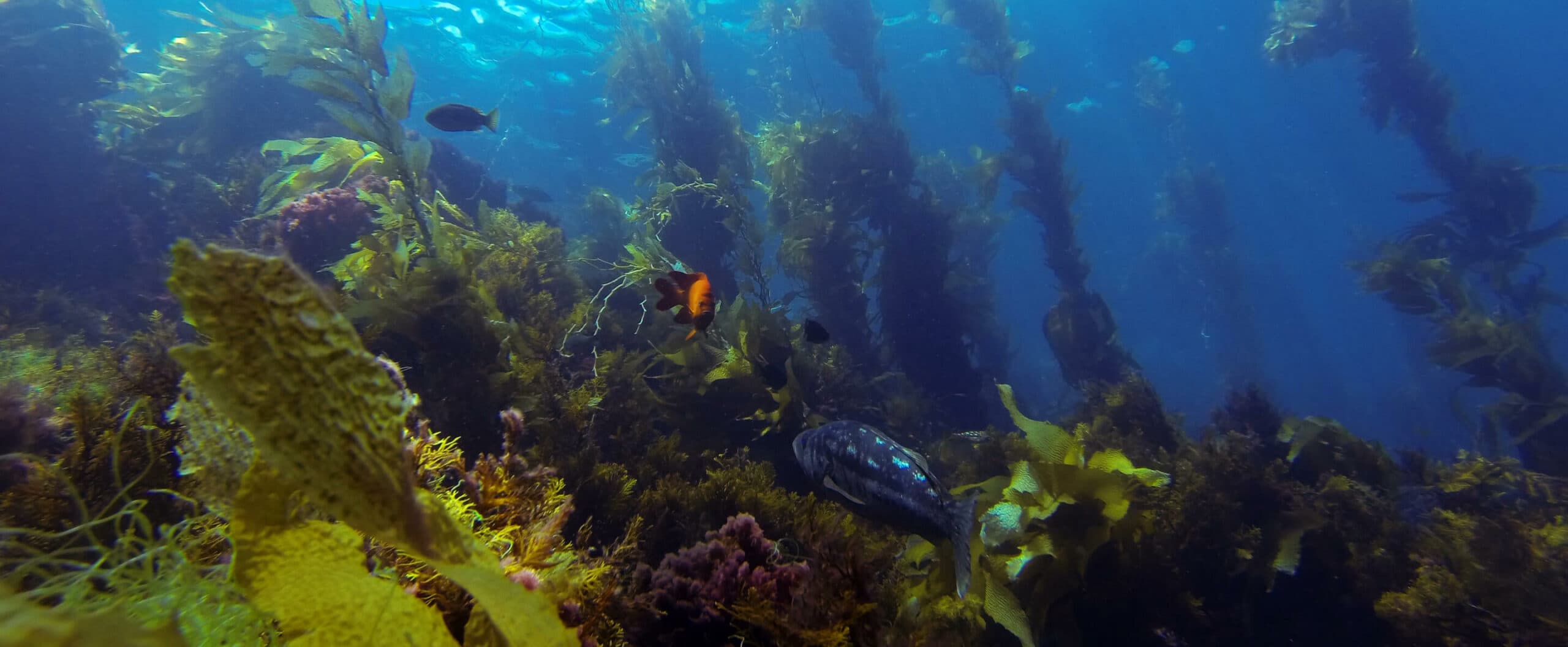Life in the ocean