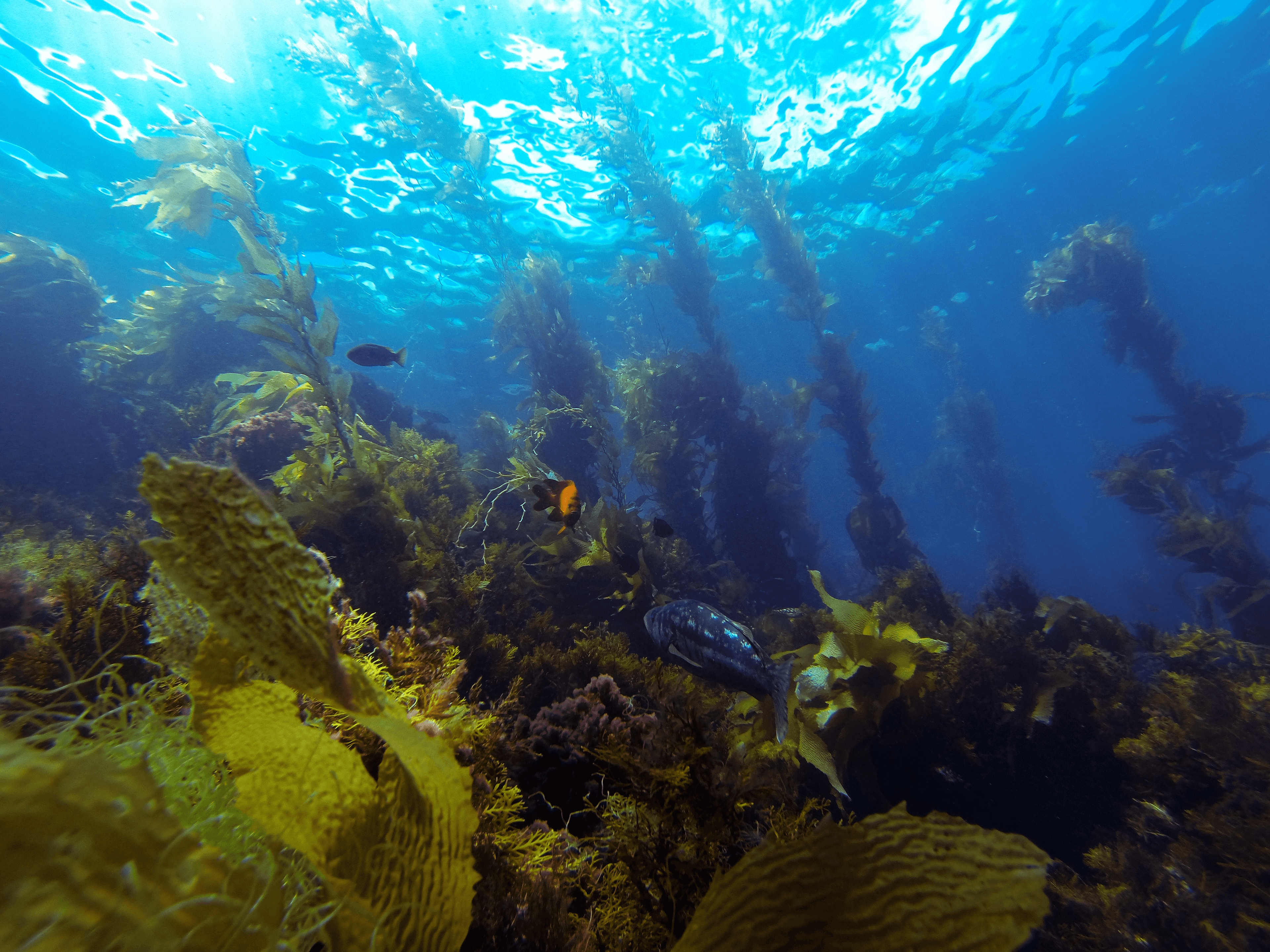 kelp forests with blue ocean water