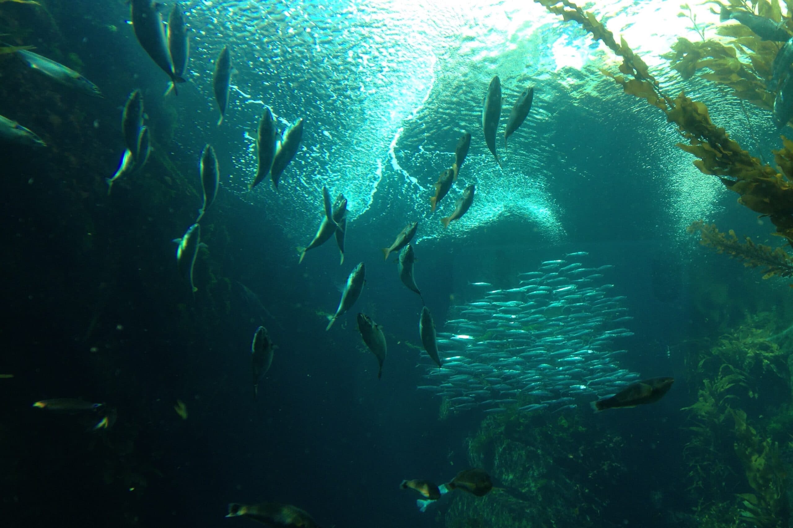 kelp, fish, bay