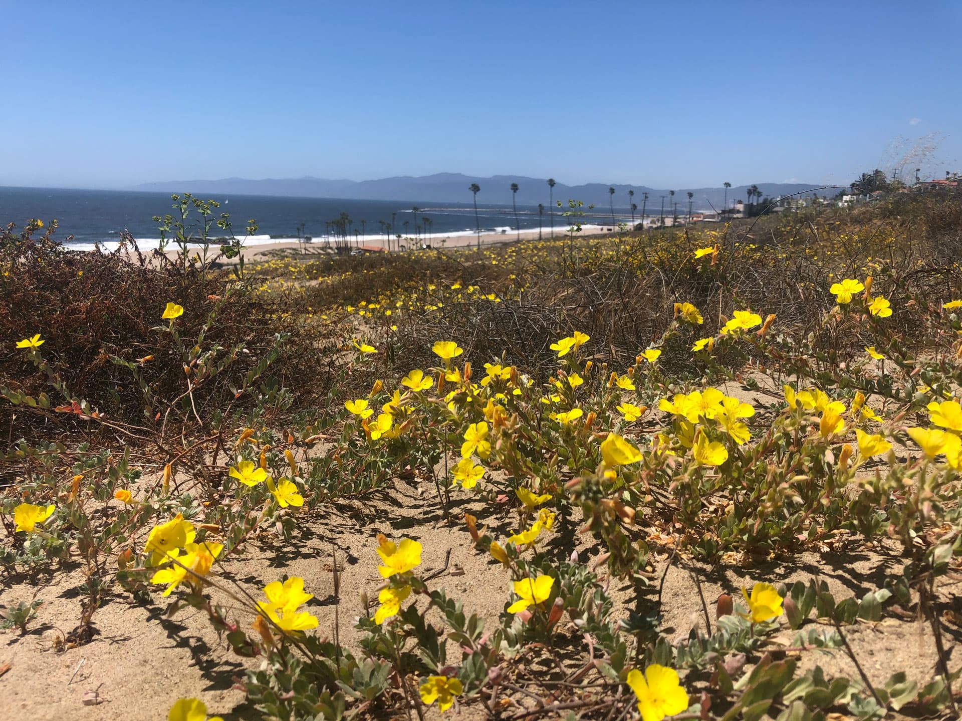 Yellow flowers