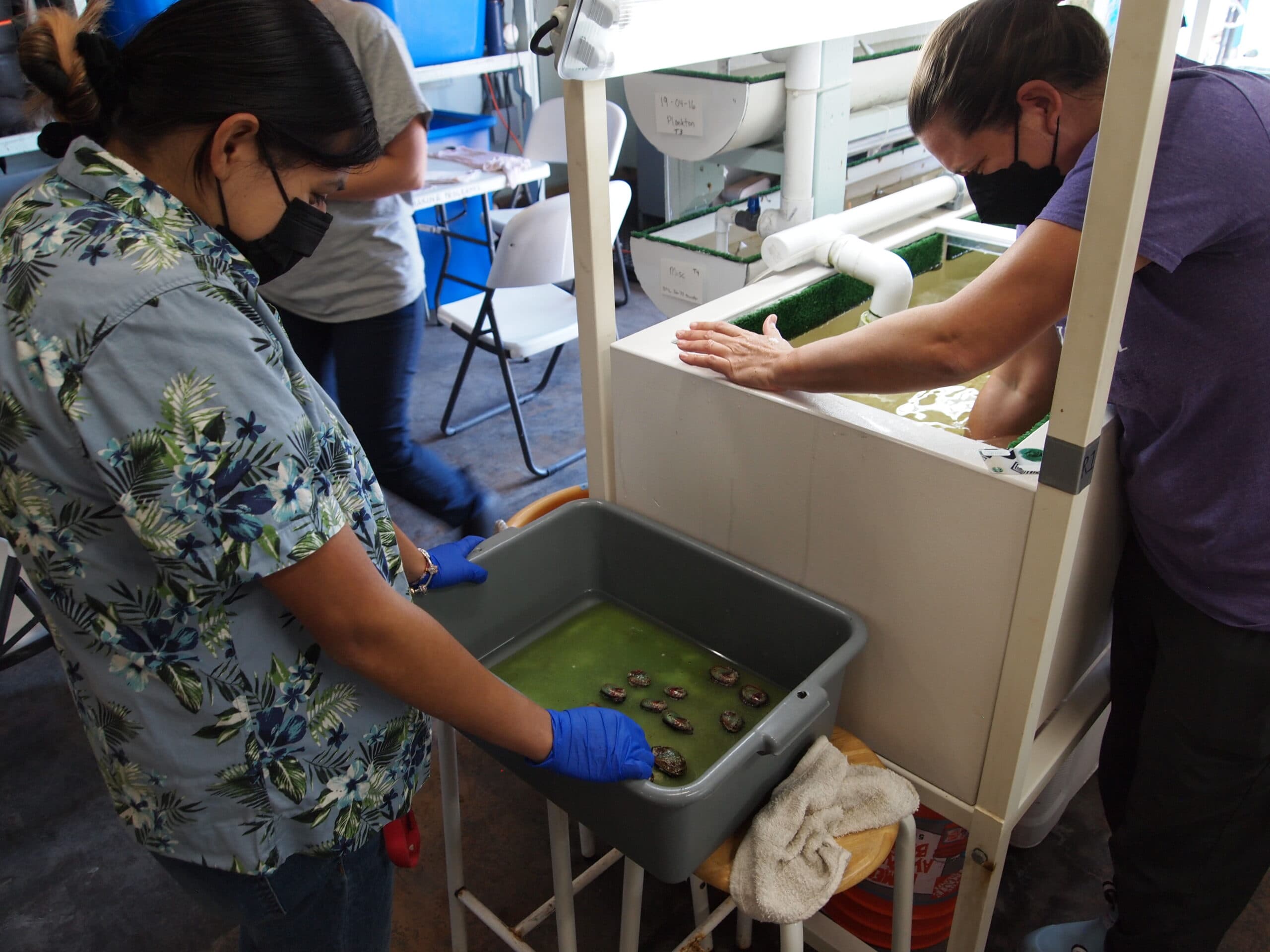 At aquaculture lab monitoring baby abalone