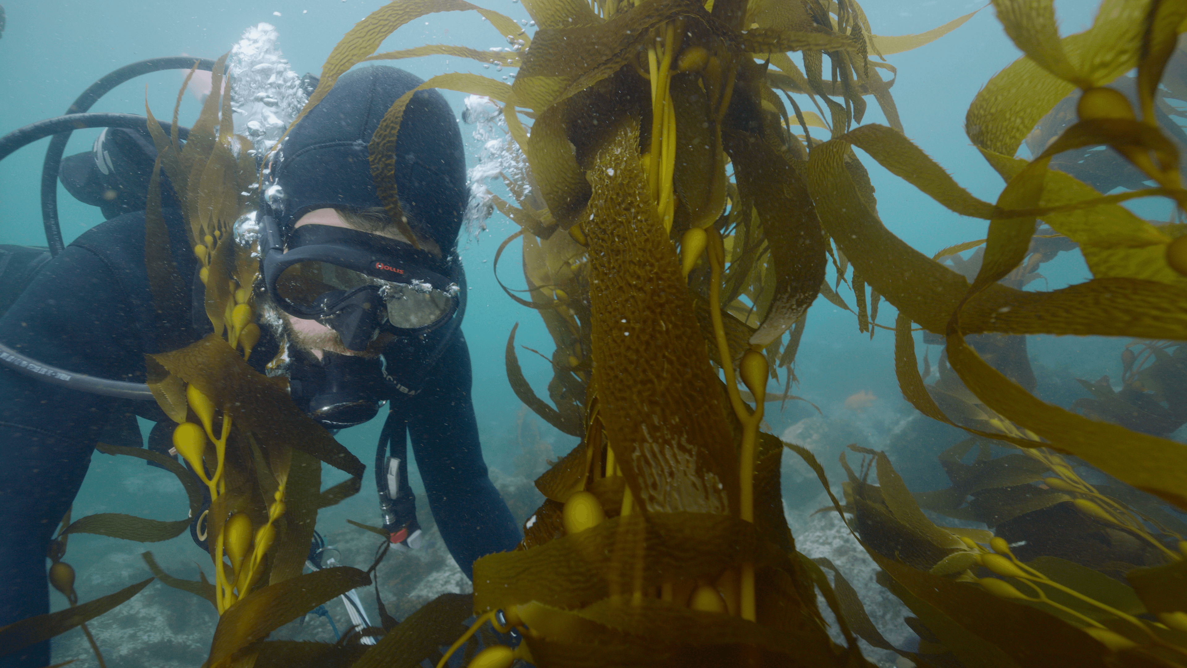 TBF diver by kelp