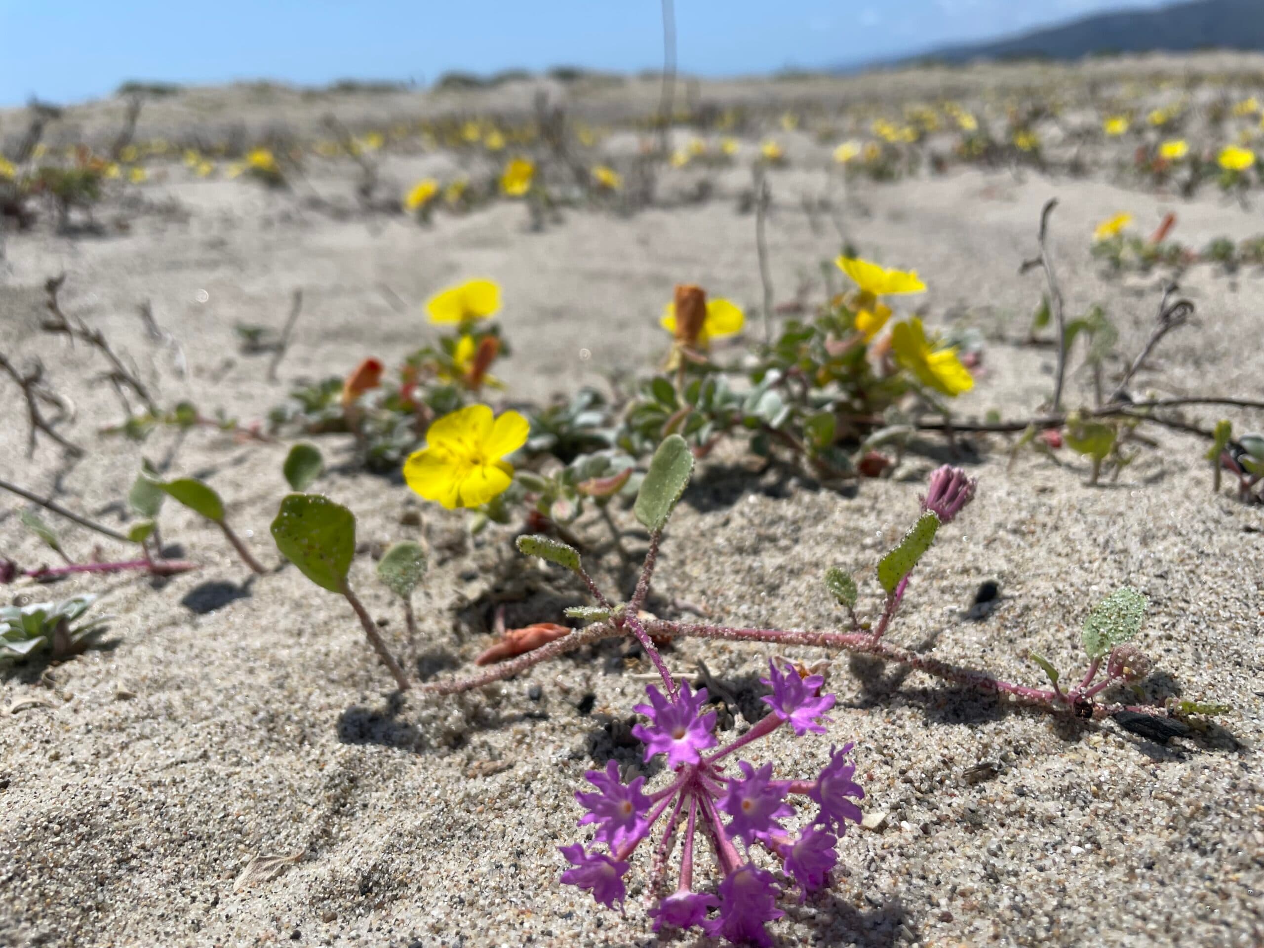 Pink Sand vebena and Primrose in Santa Monica Dunes