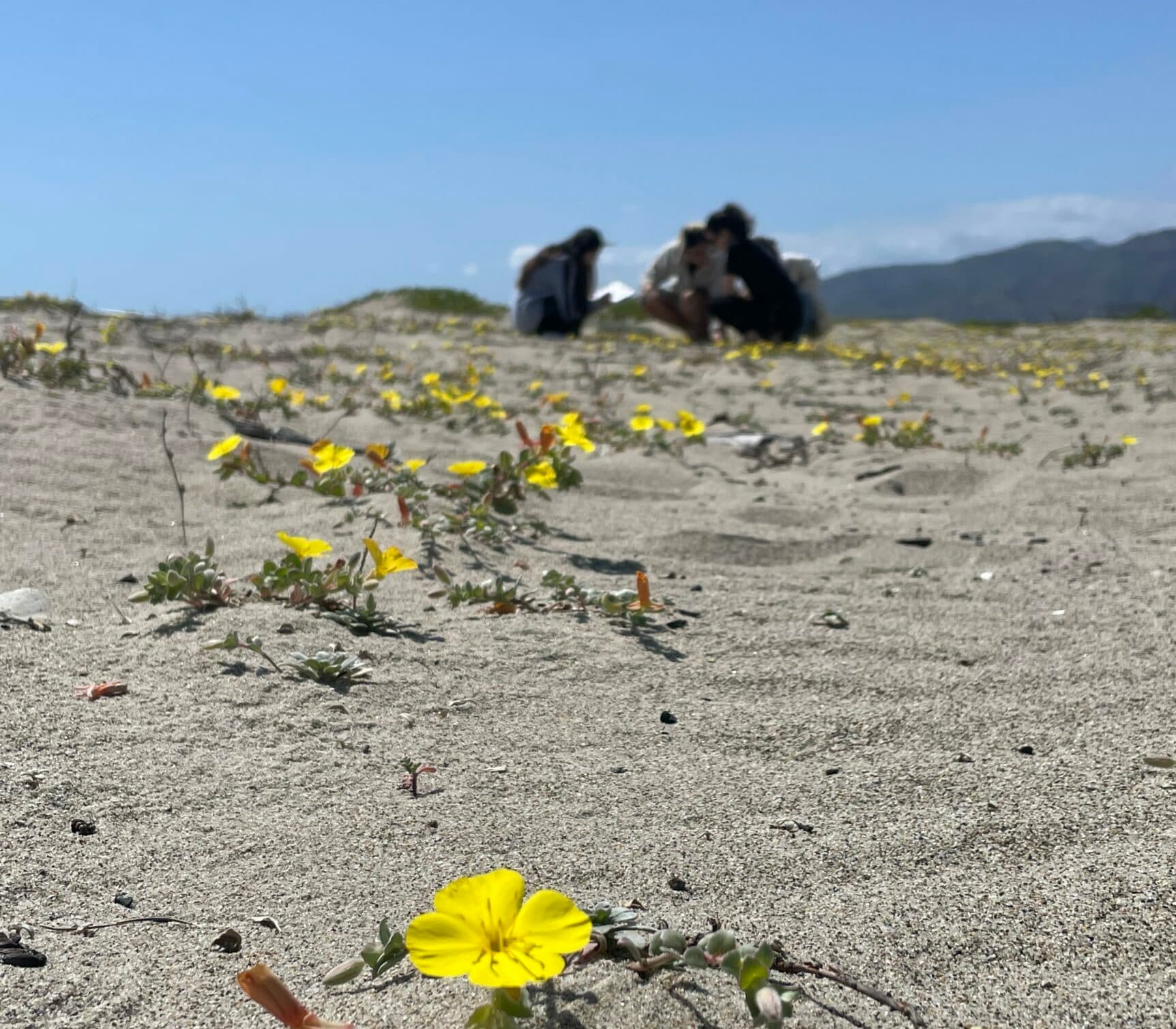 Primrose and UCLA students in SAMO Dunes