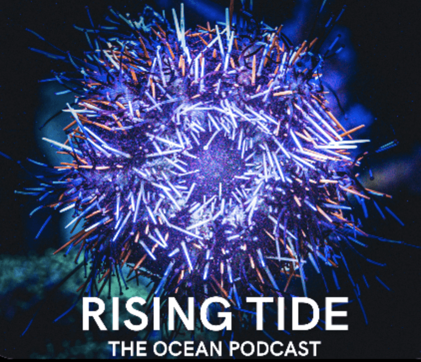 Image displaying purple sea urchin and rising tide text