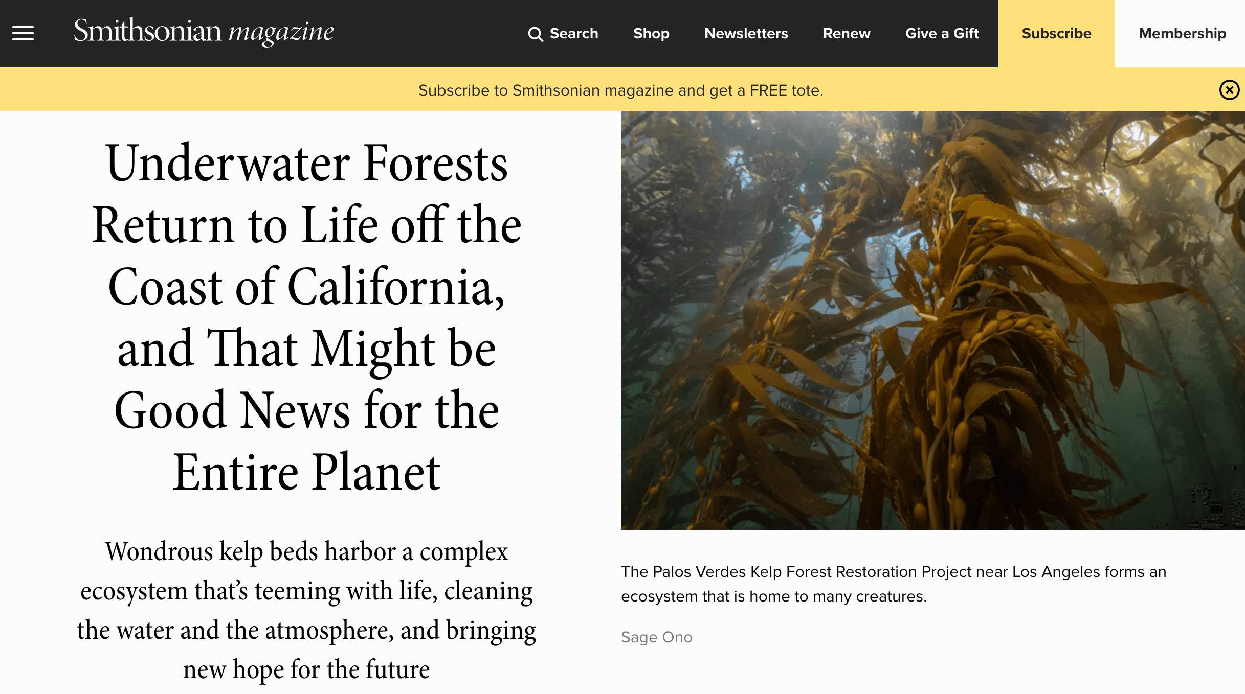 Smithsonian Magazine screenshot displaying kelp forest
