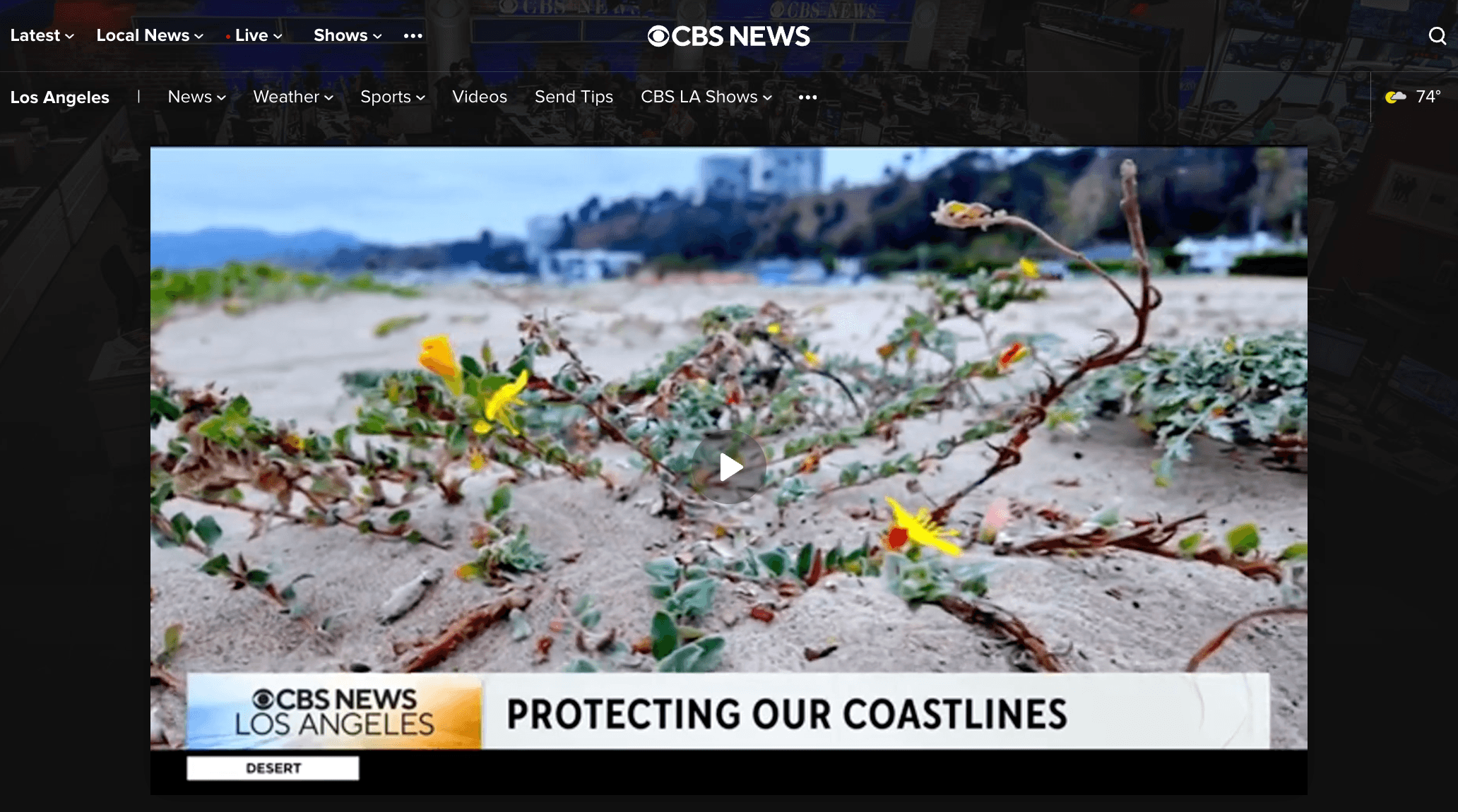 Screenshot of CBS LA news page displaying Santa Monica Beach Dunes flower