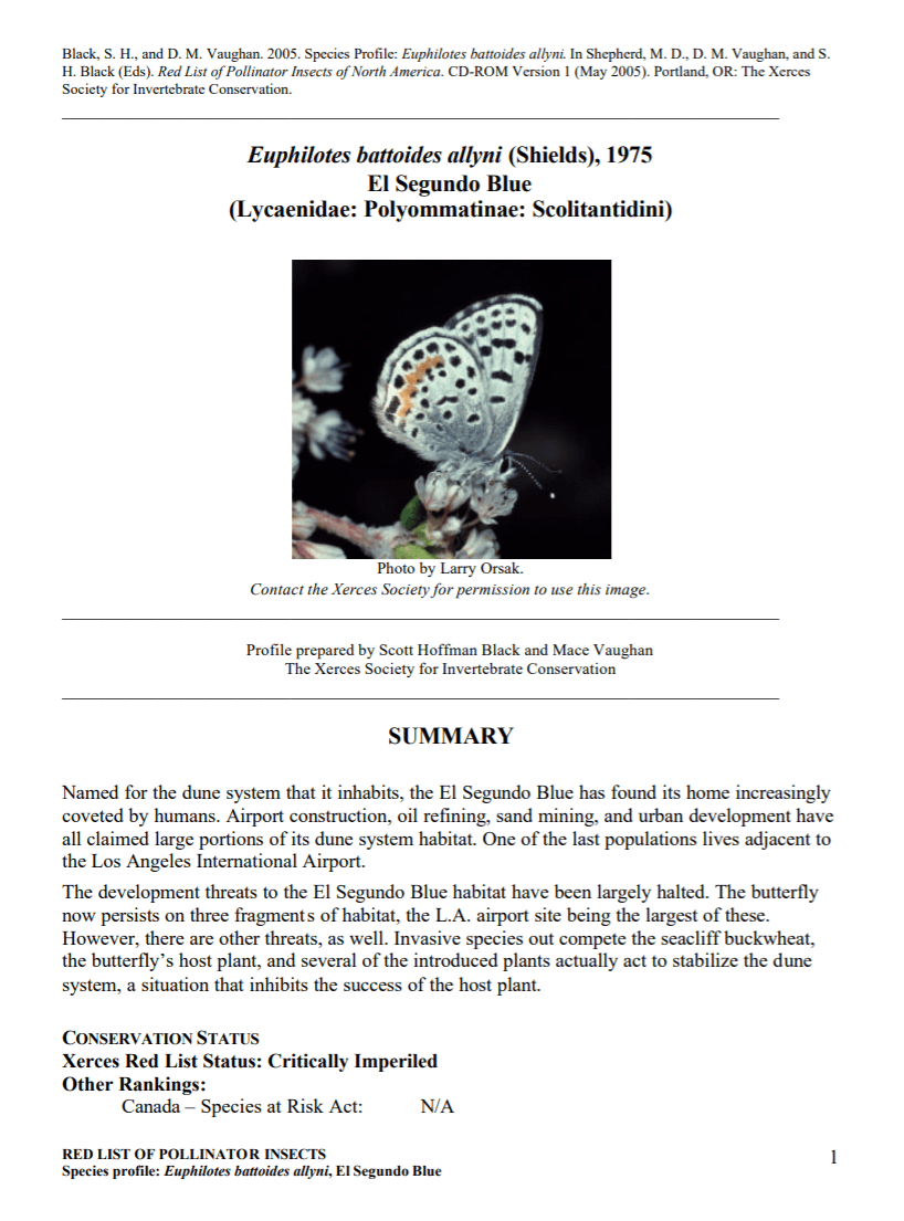 Profile for the El Segundo Blue Butterfly Euphilotes battoides allyni The Bay Foundation