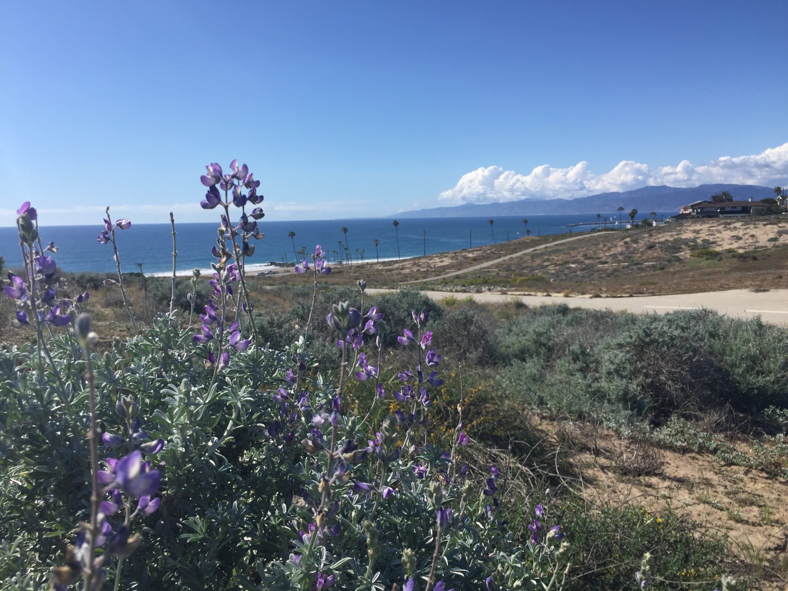 lax-dunes - HEADER_IMG_2665