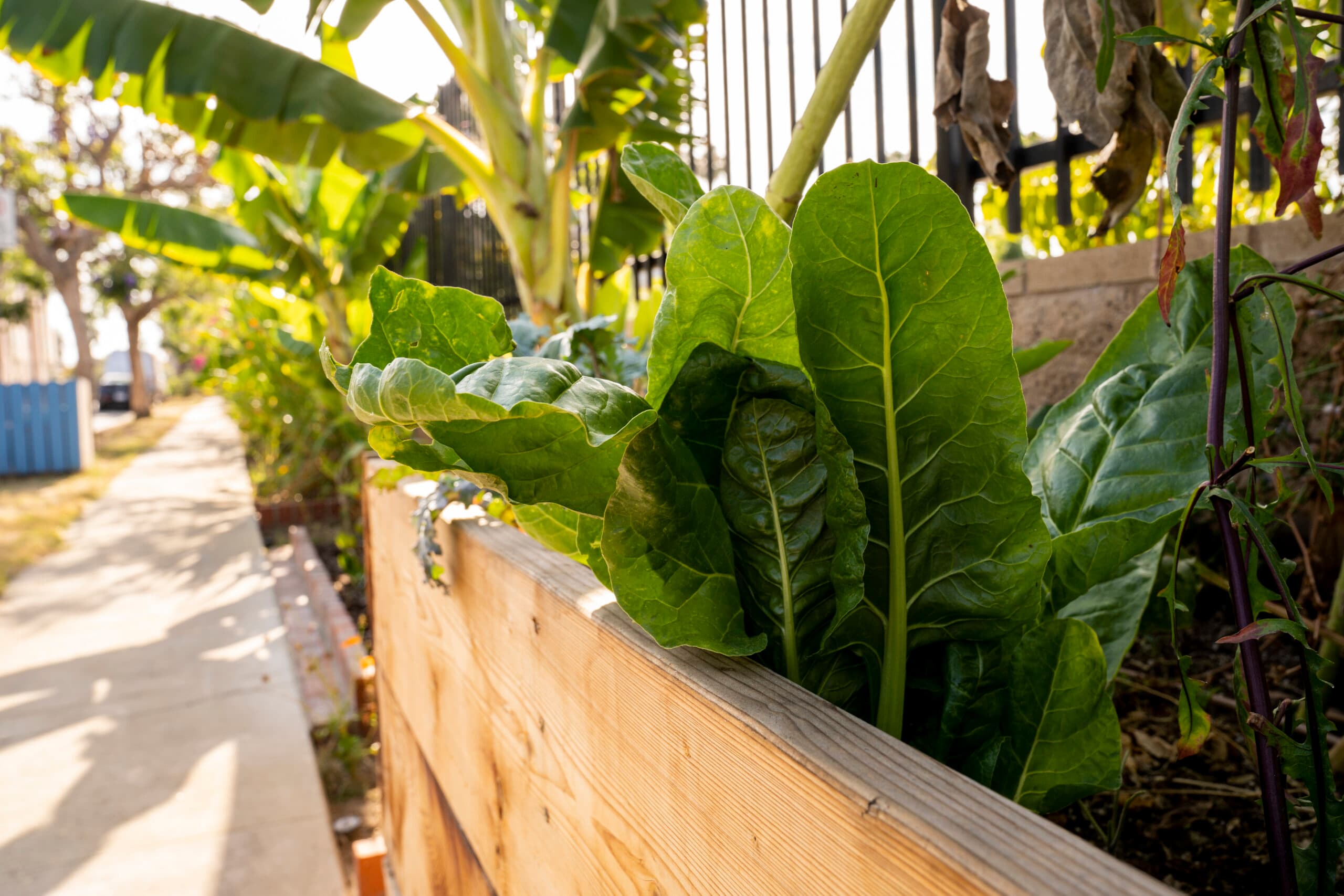 table-to-farm - DSC03709