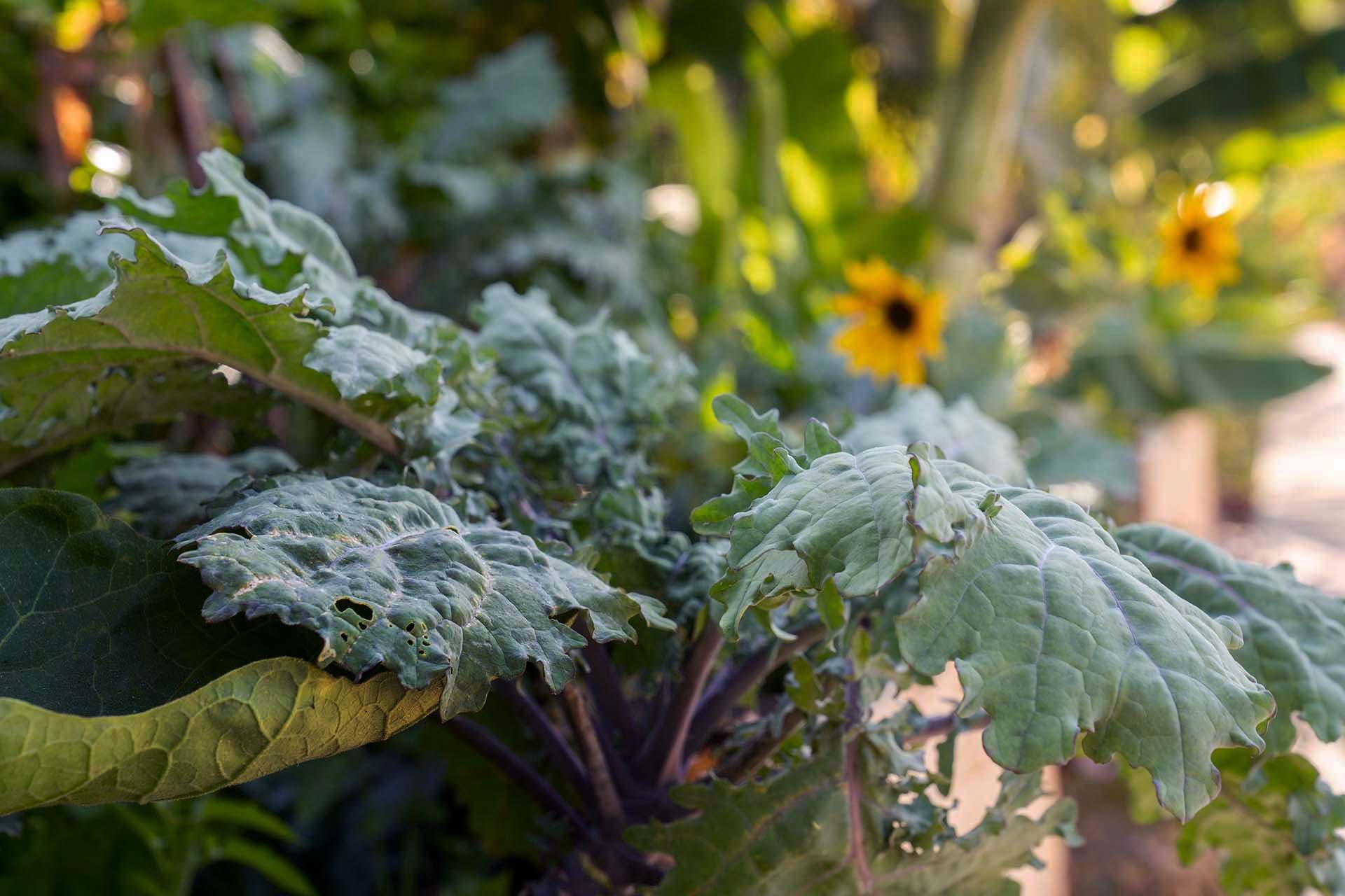 table-to-farm - table-to-farm-kale