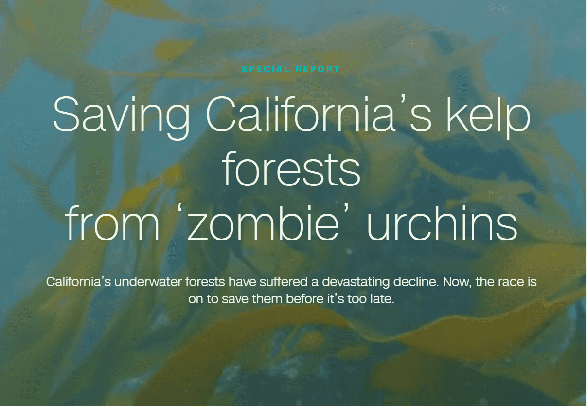zombie-urchins