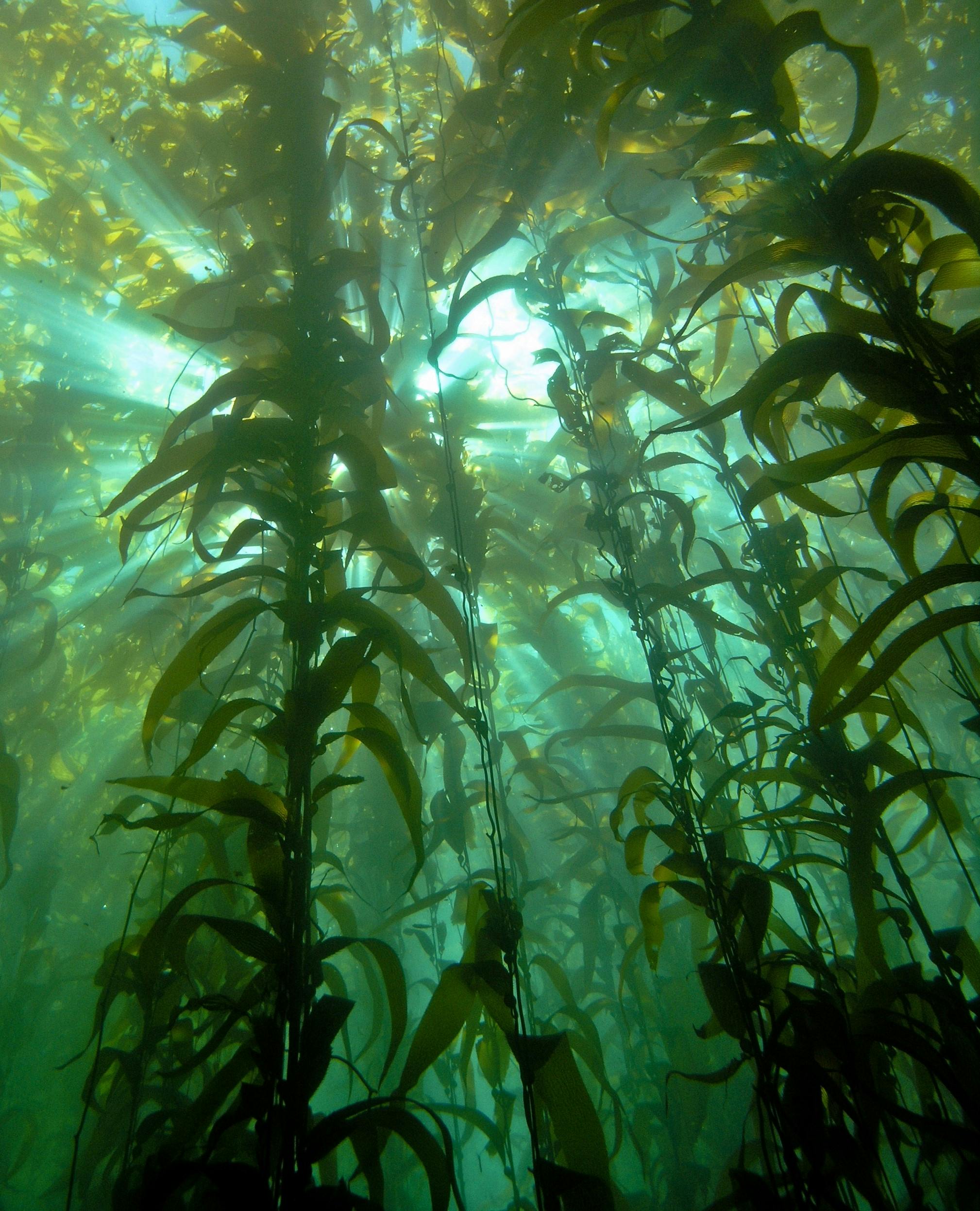 Pretty Kelp