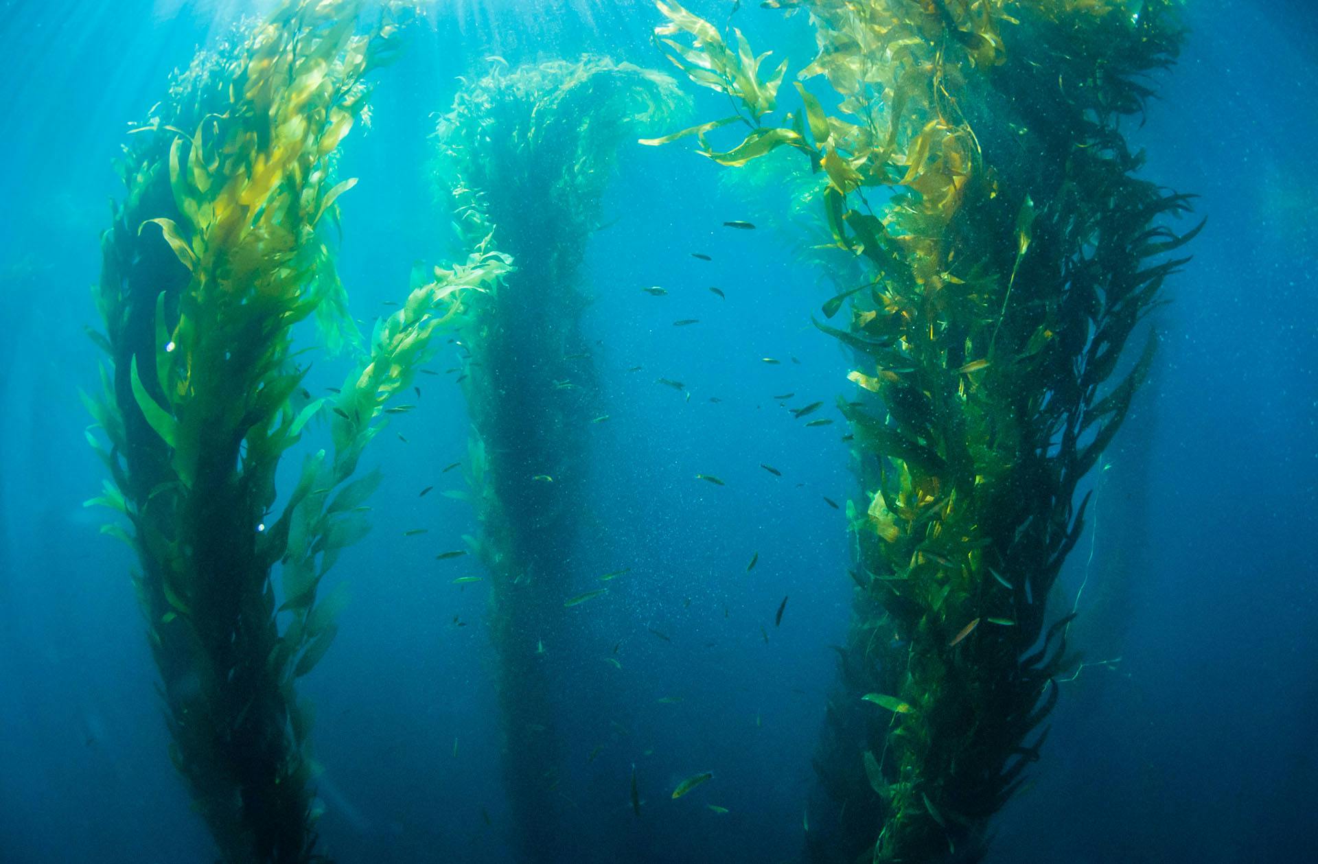 kelp-forest-restoration-project - AdobeStock_315782644