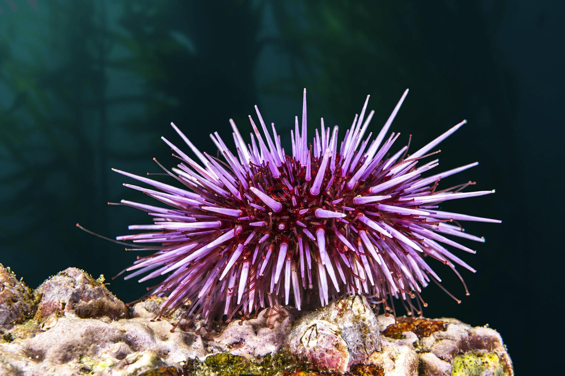 kelp-forest-restoration-project - purple-sea-urchin-PDJ4BP7