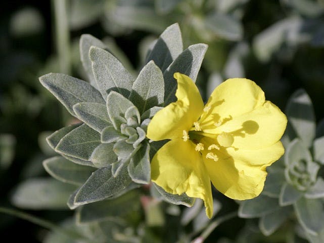 Beach Evening Primrose (Camissoniopis cheiranthifolia) is another of the flowering plants that add color to the landscape.