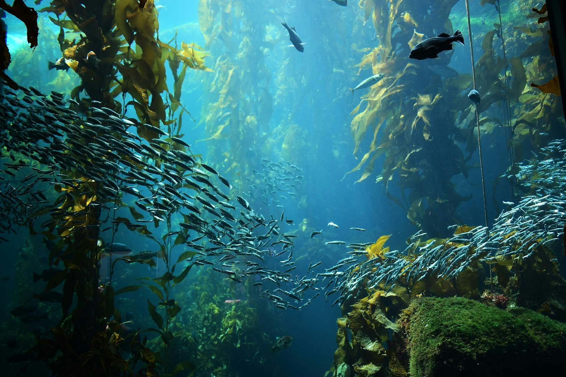 https://cms.santamonicabay.org/wp-content/uploads/restoring-oceans.jpeg